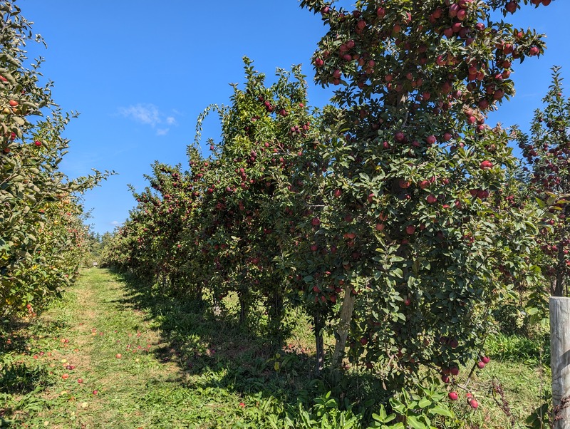 Row of Apple Trees