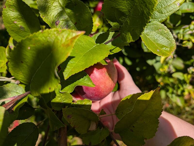 Picking a specific apple