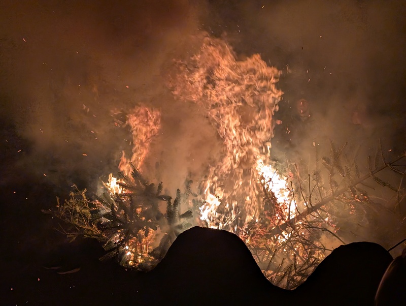 Christmas tree burning in a bonfire